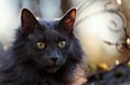 A blue norwegian forest cat female with yellow eyes