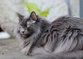 Blue norwegian forest cat resting