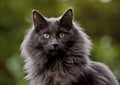A blue norwegian forest cat with very alert expression Royalty Free Stock Photo