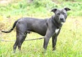 Blue nose American Pit Bull Terrier dog outside on leash Royalty Free Stock Photo