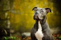 Blue Nose American Pit Bull Terrier dog Royalty Free Stock Photo