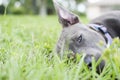 Blue nose pitbull laying in the grass