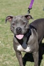 Blue Nose Pitbull smiling Royalty Free Stock Photo