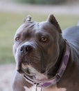 Blue nose pitbull up close for a natural portrait