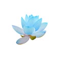 Blue nuphar flower, green field on lake, water-lily, pond-lily, spatterdock, Nelumbo nucifera, also known as Indian lotus