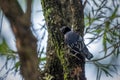 Blue Nuthatch - Sitta azurea perching on tree Royalty Free Stock Photo