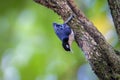 Blue Nuthatch - Sitta azurea perching on tree Royalty Free Stock Photo