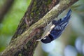 blue nuthatch (Sitta azurea) on tree Royalty Free Stock Photo