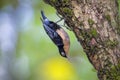 blue nuthatch (Sitta azurea) on tree Royalty Free Stock Photo