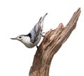Blue Nuthatch Royalty Free Stock Photo