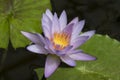 Blue nymphaea lotus close up in the pond Royalty Free Stock Photo