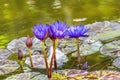 Blue Nymphea Water Lily Fairchild Garden Coral Gables Florida Royalty Free Stock Photo