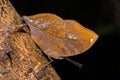 Blue Oak Leaf butterfly Royalty Free Stock Photo