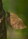 Blue Oak Leaf butterfly Royalty Free Stock Photo