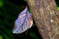 Blue Oak Leaf Butterfly Royalty Free Stock Photo