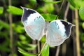 Blue oak leaf butterfly