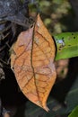 Blue Oak Leaf butterfly or Sahyadri blue oakleaf look like dry leaf Royalty Free Stock Photo