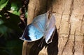 Blue Oak Leaf butterfly or Sahyadri blue oakleaf Kallima inachus look like dry leaf Royalty Free Stock Photo