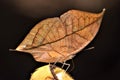 Blue Oak Leaf butterfly or Sahyadri blue oakleaf look like dry leaf