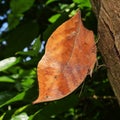 Blue Oak Leaf butterfly or Sahyadri blue oakleaf Royalty Free Stock Photo