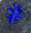 Blue oakleaf