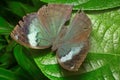 Blue Oakleaf butterfly, Kallima horsfieldii , Aarey Milk Colony