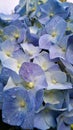 Blue oakleaf hydrangeas flowers with raindrops.