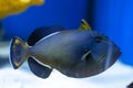 Blue ocean fish surgeon in a marine aquarium Royalty Free Stock Photo