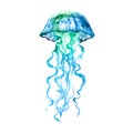 Blue Ocean Water Jellyfish, isolated, hand drawn watercolor illustration on white