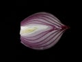 Blue onion cut in half, on a black background. Sweet red onion isolated on the dark Royalty Free Stock Photo