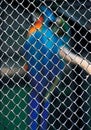 Blue and orange bird perched atop a chain-link fence in a rectangular batting cage. Royalty Free Stock Photo