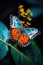 Blue, orange and black butterfly perched on leaf, created using generative ai technology Royalty Free Stock Photo