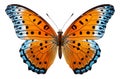 Blue orange butterfly with spread wings cut out on a white background. Generative AI illustration Royalty Free Stock Photo