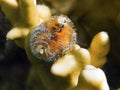 Blue orange christmas tree worm