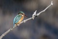 Blue and orange colored common kingfisher bird. Wild life. Bird wallpaper