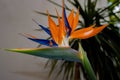 Blue and orange Crane flower, also known as bird of paradise, isigude, Strelitzia reginae or Strelitzie Royalty Free Stock Photo