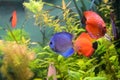 Blue and orange discus fish Royalty Free Stock Photo