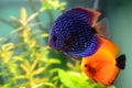 Blue and orange discus fish Royalty Free Stock Photo