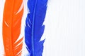 Blue and orange feather Royalty Free Stock Photo