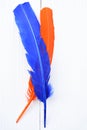Blue and orange feather Royalty Free Stock Photo