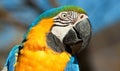 Blue and orange parrot Royalty Free Stock Photo