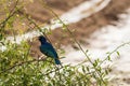 Blue and orange starling on an acacia in Amboseli Park North West Kenya