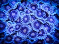 Blue and Orange Zoanthid Coral