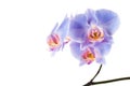 Blue Orchid