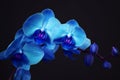 Blue orchid with buds