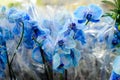 Blue orchid close-up in store Royalty Free Stock Photo