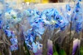 Blue orchid close-up in store Royalty Free Stock Photo