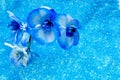 Blue orchid and crystals Royalty Free Stock Photo