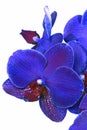 Blue orchid flower