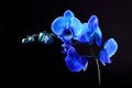 Blue orchid flower